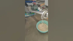 Ślimak transportuje fasolę białą#przenośnik